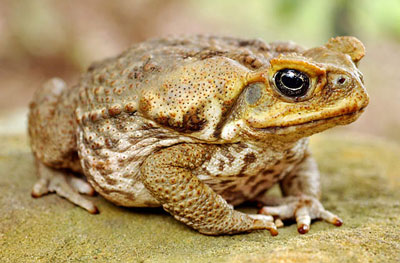 Toad.jpg.a4594bbbca0f274f016a1c46df1e6e4