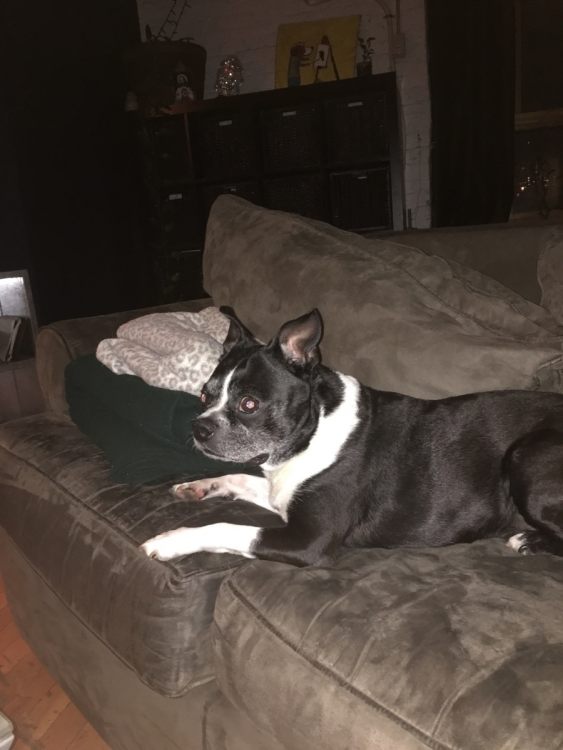 Dog1.JPG