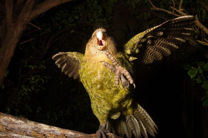 Kakapo_Recovery-206_10.jpg.984df615f7465d1a7529c6c3f9130cb9.jpg