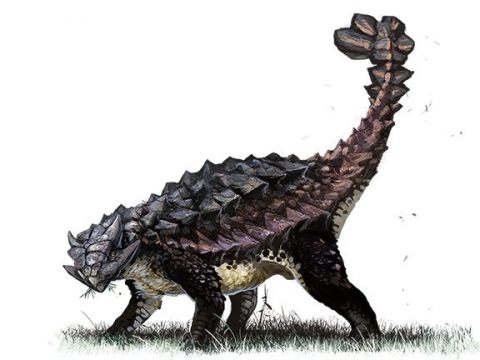 Dinosaur_Ankylosaurus.thumb.jpg.21f87ebe1e819954cf91b246399692ec.jpg