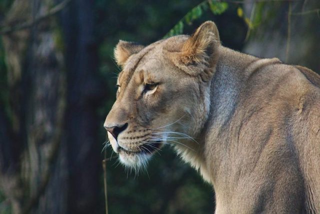 the-african-lioness-lkb-art-and-photography.jpg