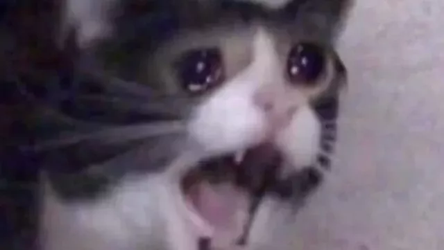 The_Screaming_Cat.thumb.webp.77c36cc0604d3c8ec0e59d00e57fe716.webp