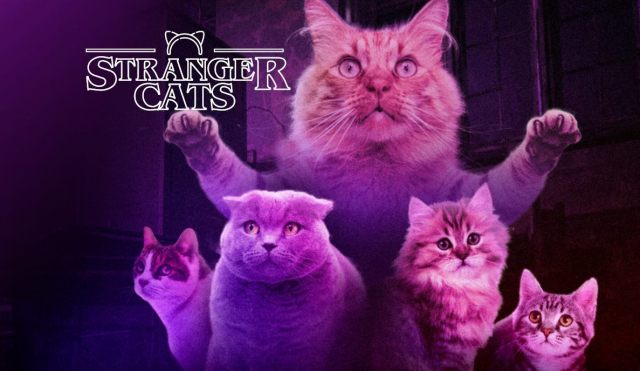 stranger-cats-bg-1.jpg