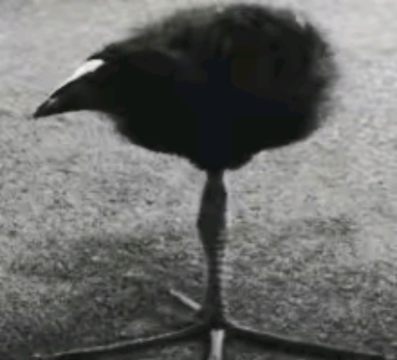 image.thumb.jpeg.0e2fbcb11c1115173eb396fe015863b0.jpeg