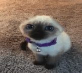 image.jpeg.86405c771f98dc5d36dfc2dc8ea2b721.jpeg