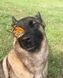 image.jpeg.b6e606e461dc7b1f761287588071616a.jpeg