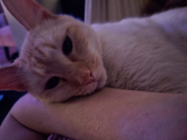 image.thumb.jpeg.24586211f5dda8236838b9ae4712b474.jpeg