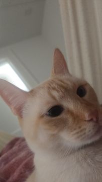 image.thumb.jpeg.d792e642a62104308301ee75d10808c0.jpeg