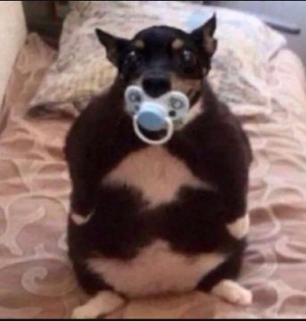 image.thumb.jpeg.9ff886b0a631b77f69d37ceacc842ac2.jpeg