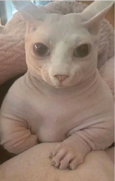 image (7).png
